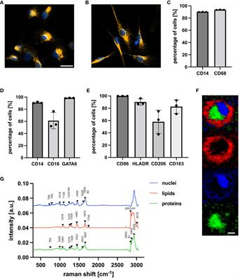 Human tissue-resident peritoneal macrophages reveal resistance towards oxidative cell stress induced by non-invasive physical plasma